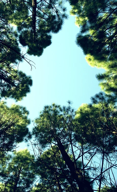 树荫下的天空—绿色护眼手机壁纸