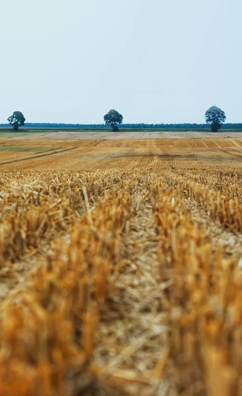 刚割过的麦田手机壁纸