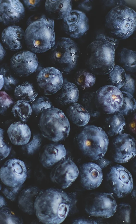 成熟的蓝莓高清手机壁纸图片