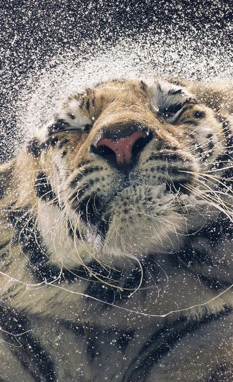 甩掉身上水的老虎手机背景