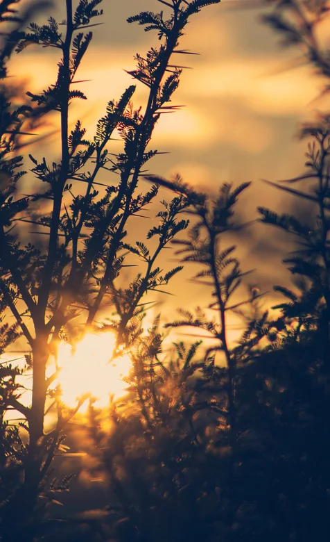 夕阳下的树枝唯美手机壁纸图片
