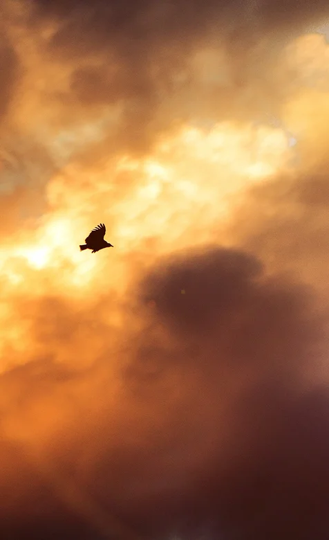 乌云下的老鹰手机壁纸下载