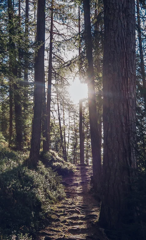 透过晨光下的森林大树清新手机壁纸