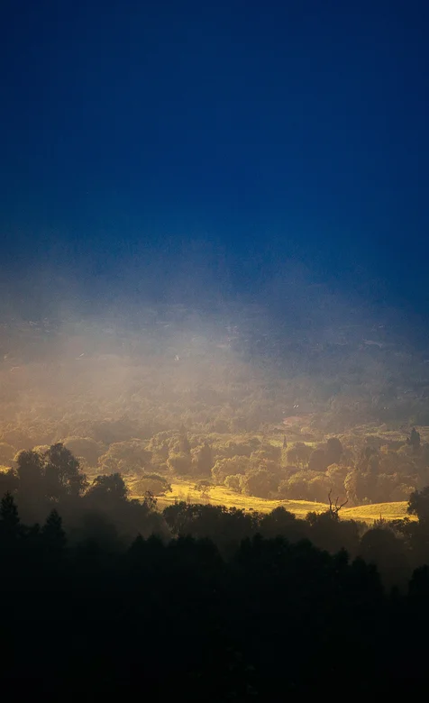 梦幻森林护眼手机背景图片