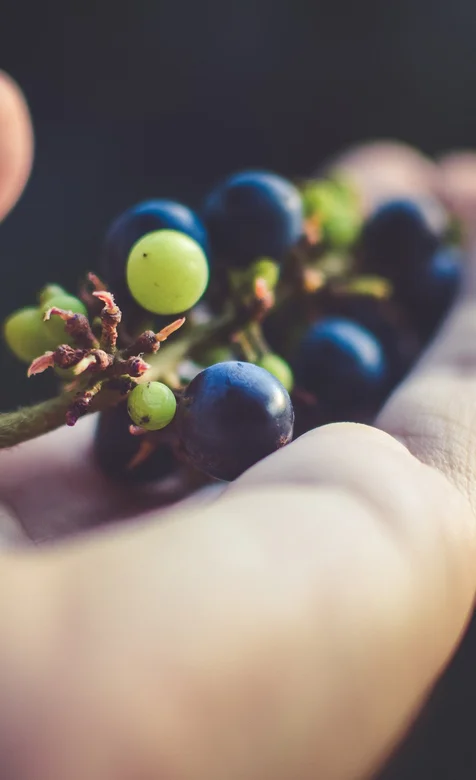 手上的黑葡萄手机壁纸