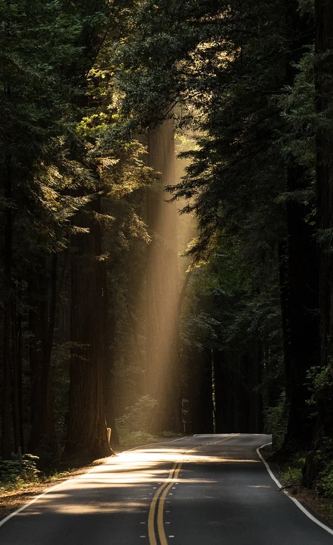 透过森林公路下的阳光