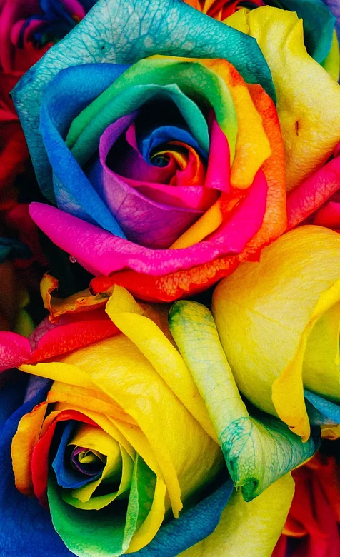 炫彩玫瑰个性手机壁纸