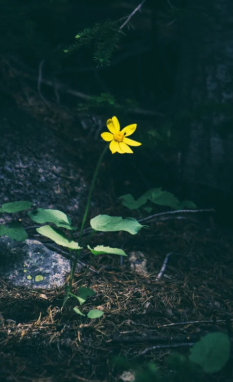 森林下的一朵野花手机壁纸