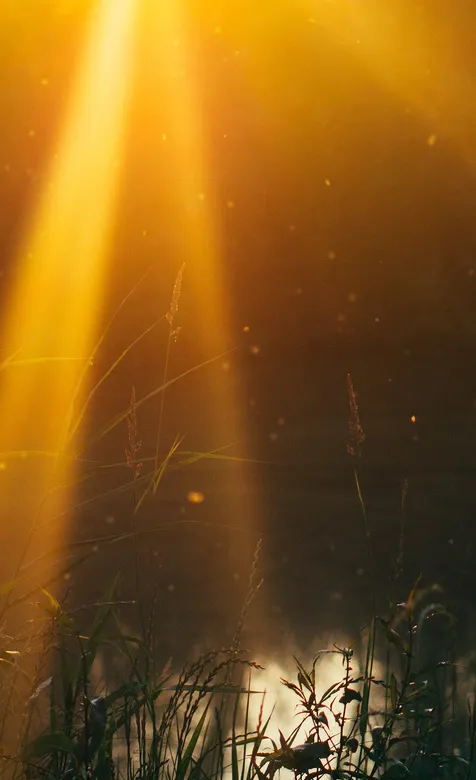 晨光下的小草清新手机背景