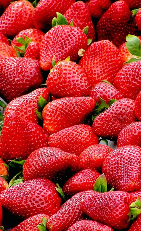 水果草莓高清手机壁纸下载