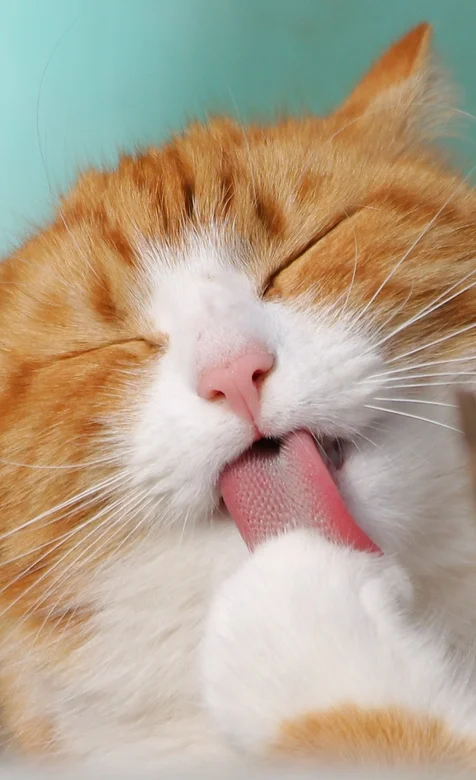 抓舌头的猫咪高清手机壁纸下载