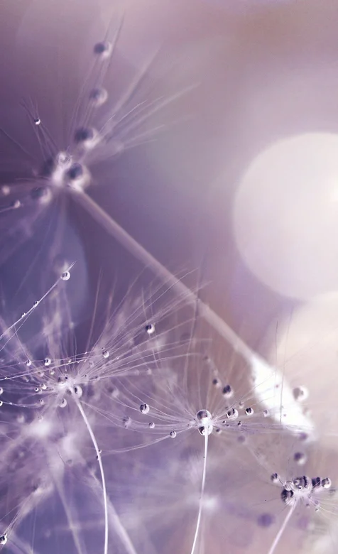 沾满露珠的蒲公英