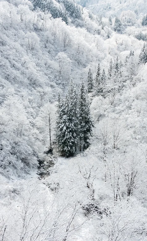 漫天飞雪的森林