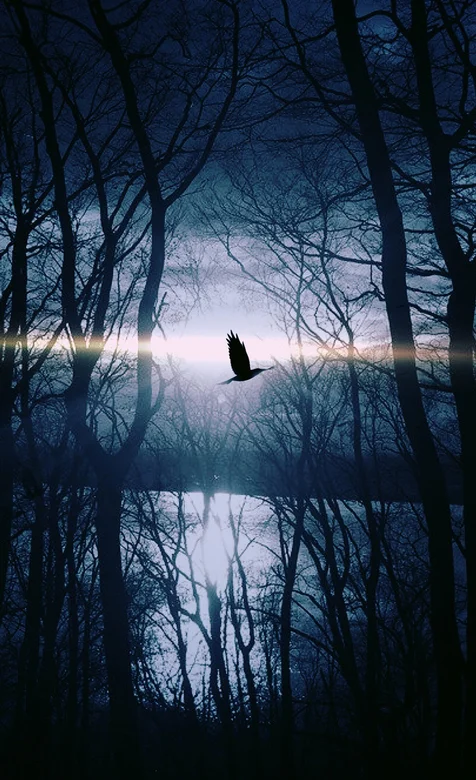 穿过树林的鸟儿手机唯美壁纸