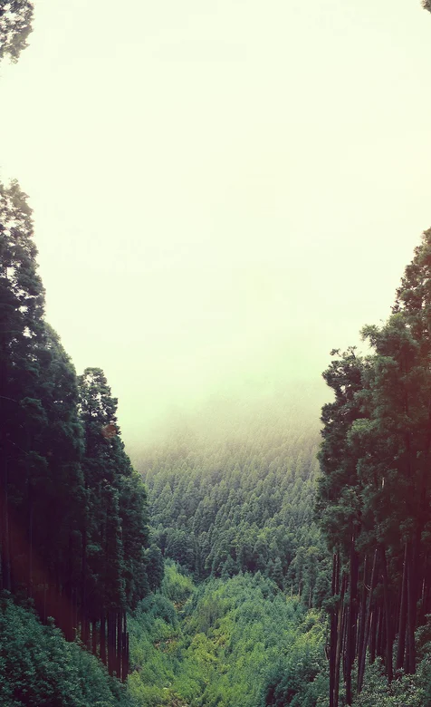 迷雾下的峡谷仙境一般的风景