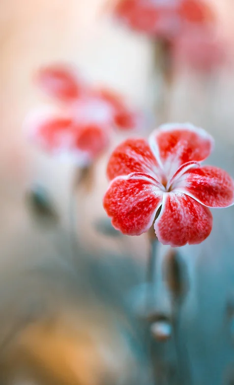 粉红色的朦胧感清新小花朵手机壁纸