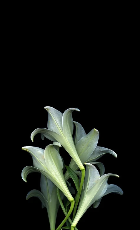黑色背景前的百合花好看手机壁纸图片