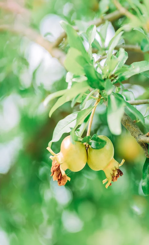 野生石榴 植物 叶子 唯美手机壁纸