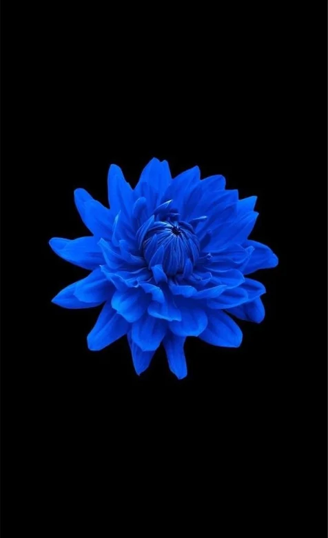 纯黑色背景，盛开的蓝色花朵简约手机壁纸