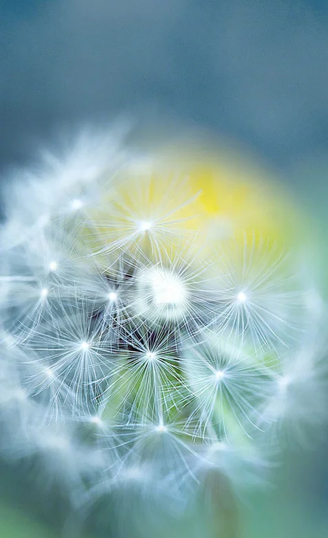 满屏的蒲公英高清近距离小清新手机壁纸