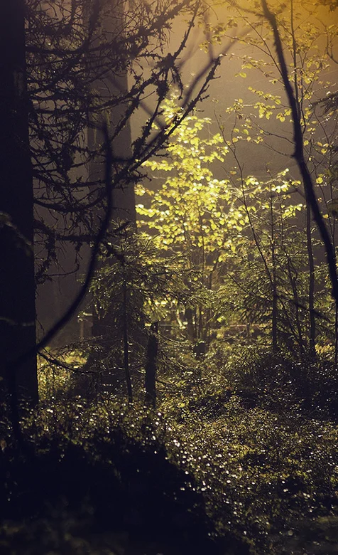 暮色下的森林唯美手机背景