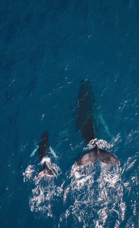 海上悠闲游泳的鲸鱼母子壁纸