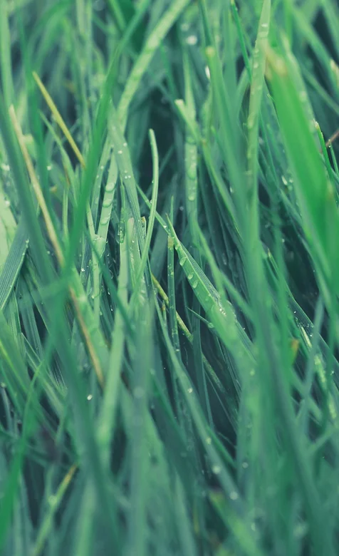带有露珠的青草高清手机壁纸