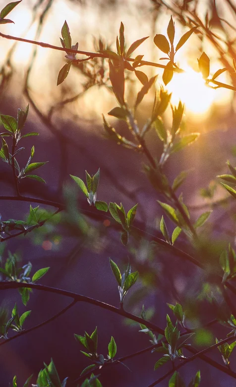 夕阳照射着的树干唯美风景壁纸