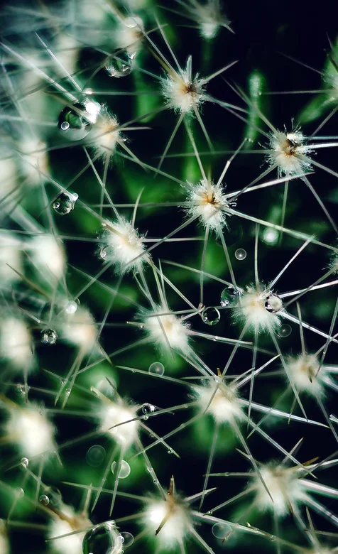 唯美镜头下的仙人掌手机图片