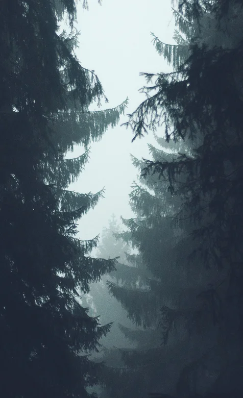 雾蒙蒙的森林，大树唯美护眼手机壁纸