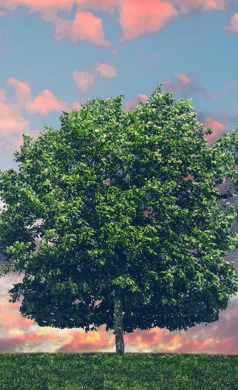 绿油油的草地上的一个大树唯美壁纸