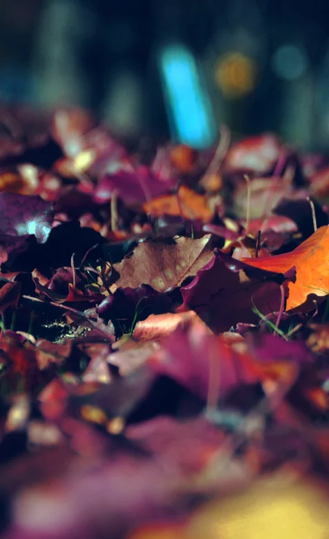 秋季散落在地上的枫叶唯美风景壁纸