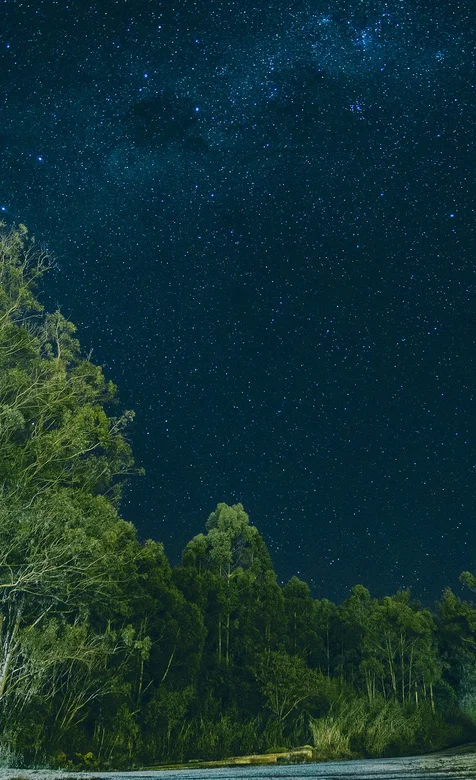 星空，月光下的森林树木风景图片