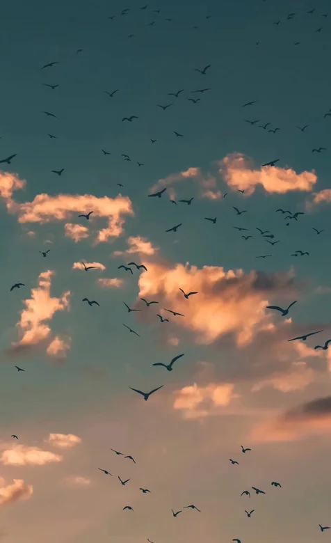天空 云彩，密密麻麻飞翔的鸟儿，大雁手机壁纸
