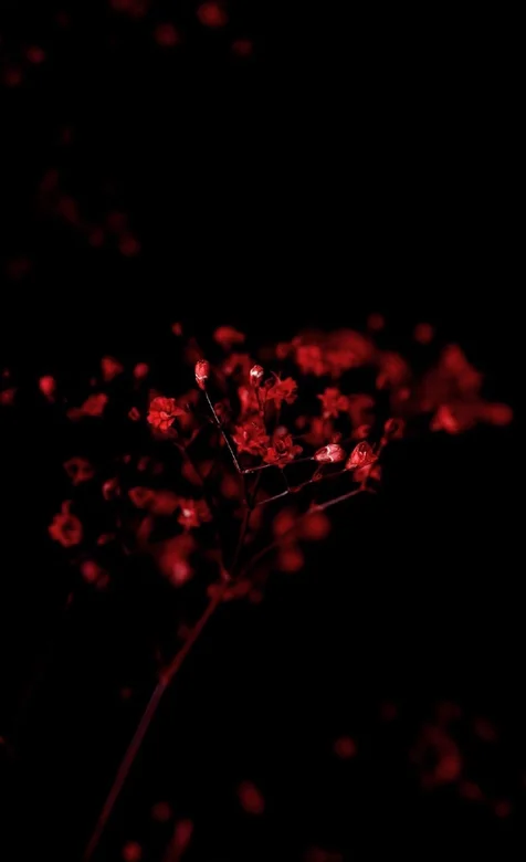 黑色背景，红色的花，梦幻而精美的黑色风格手机壁纸