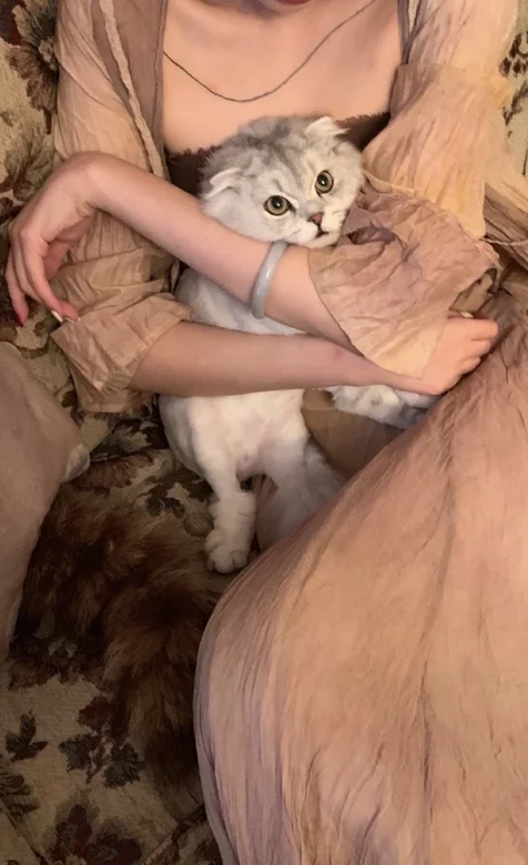 沙发上，一个怀里抱着白猫的连衣裙贵妇手机壁纸