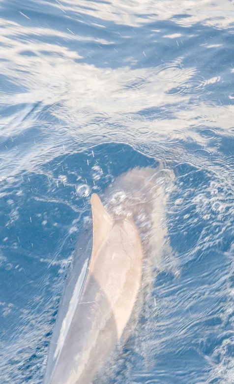 蓝色大海中的大鱼，唯美海洋动物高清护眼手机壁纸