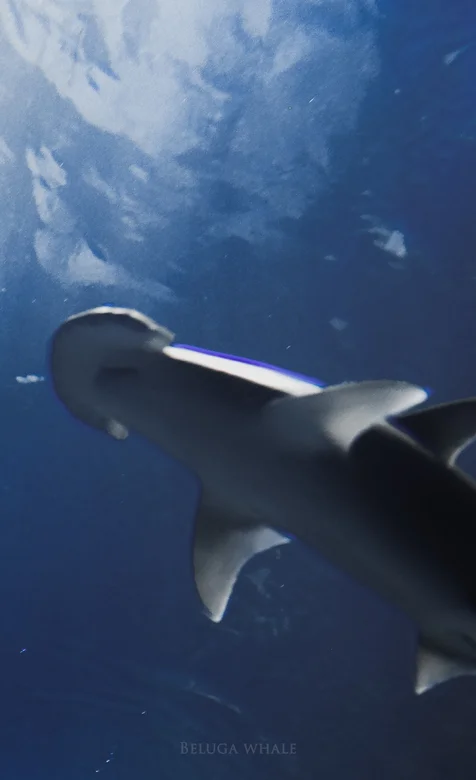 蓝色大海中的鲨鱼唯美高清摄影手机壁纸