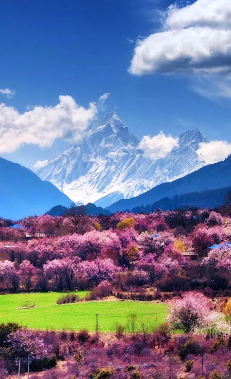 雪山下的紫色树林唯美手机壁纸图片