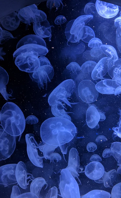 蓝色的海洋生物水母壁纸