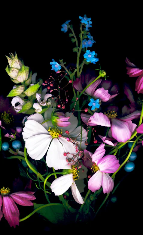 黑色背景下的粉色的花手机壁纸