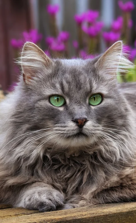 绿色瞳孔的宠物猫咪高清壁纸