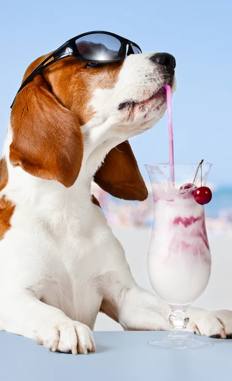 带墨镜吃冰激凌饮料的创意萌狗狗摄影手机壁纸下载