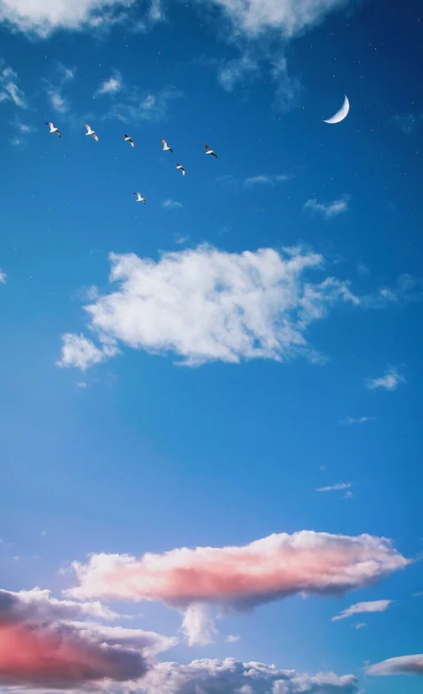 天空中飞过的大雁