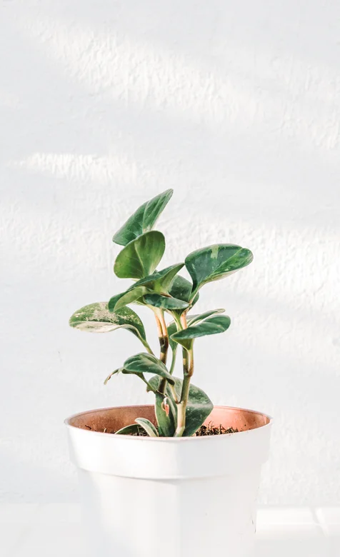 白色墙面前的一株盆栽植物简约手机壁纸