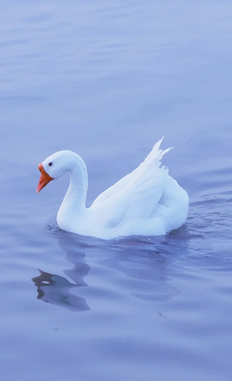 湖中的大白鹅手机壁纸