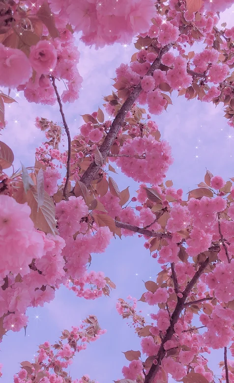 盛开的粉色梅花手机桌面壁纸