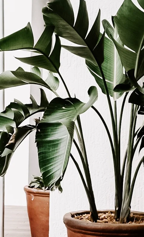 办公室的盆栽植物摄影手机壁纸