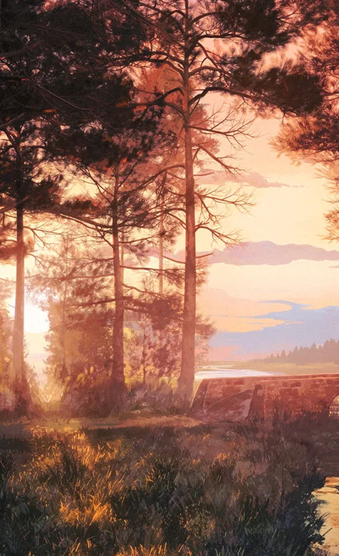 唯美的大自然森林树木