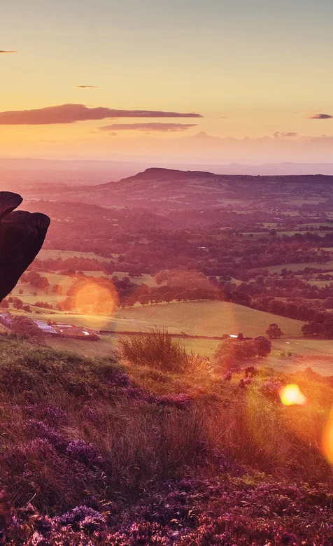 满山的紫色花草的唯美风景手机壁纸